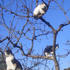 木登りの好きな猫