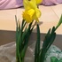 学校で植えた黄水仙😁