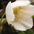 チベタ交配の白い花