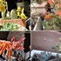 🌵これまで花咲いた多肉植物達🌵