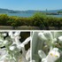 琵琶湖の水鳥…😜