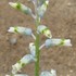 Lachenalia unifolia