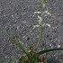 Lachenalia unifolia