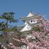 大垣公園の河津寒桜