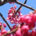 大垣公園の河津寒桜