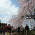 新宿御苑でお花見♪。