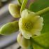 Illicium anisatum