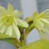 Illicium anisatum