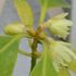 Illicium anisatum