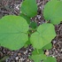 野道の植物