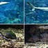 水族館うみたまご(その1)