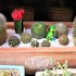 🌵サボテンの寄せ植え🌵