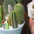 🌵サボテンの寄せ植え🌵