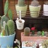 🌵サボテンの寄せ植え🌵