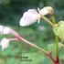 秋の気配・・花壇