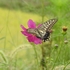 早朝見かけたお花。