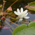 水生植物公園　みずの森