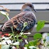 🐦キジバト🐦が飛来