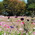 行楽日和～昭和記念公園