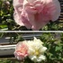 眩しい光の中で✨薔薇・酔芙蓉・秋桜