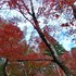 ちょっと早かった🍁鶏足寺