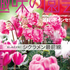 【テキスト掲載情報】『趣味の園芸』12月号に掲載されたメンバーを発表！