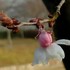 氷点下の中で咲く『桜』🌸