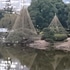 雪吊りと霜除け@日比谷公園