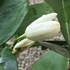 カラモンディンの花
