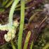 夜の食虫植物