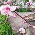嬉しい、我が家の桃🍑開花しました。