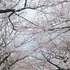 武蔵野市役所周辺の桜（東京都武蔵野市）