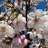 会社の桜、日和山公園の桜🌸