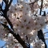 会社の桜、日和山公園の桜🌸