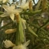 サボテンの花🌸