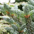 abies koreana Silvershow