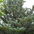 abies koreana Silvershow