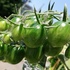 トマト達🍅の様子