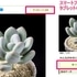 そだレポ、多肉植物図鑑をお気に入りに登録できるようになりました！