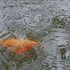 強風のち雨・・シャクヤク