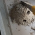 トックリ蜂の巣立ち