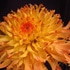 池袋ダリア展…展示もお花も美しく。