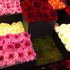 池袋ダリア展…展示もお花も美しく。