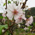 田圃道歩きでみつけた秋-十月桜