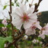 田圃道歩きでみつけた秋-十月桜