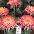 広島市植物公園お花見日記１２（キク展編）