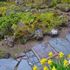 『縮景苔庭』ちらつく雪