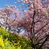 河津桜の名所へ🌸