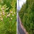 散歩道で見かけた植物！