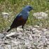 隣の空き地は野鳥の激戦区①